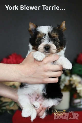 Бивер йорк, момче и момиче за семейство с деца! Доставка!