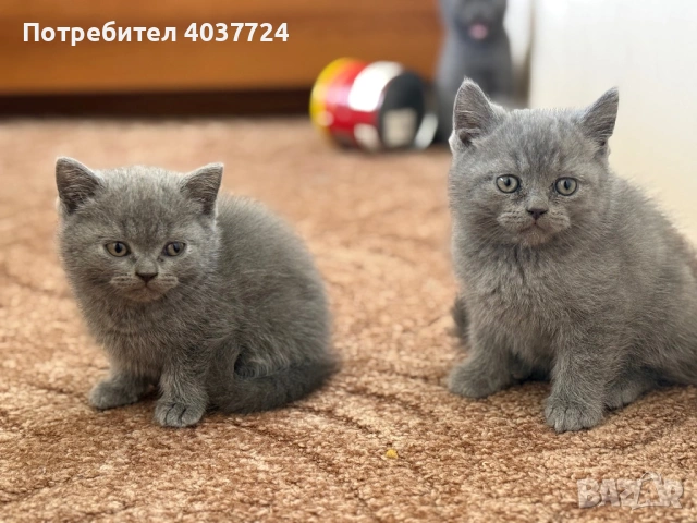 Британски късокосмести котета с родословие , снимка 4 - Британска късокосместа - 54097106