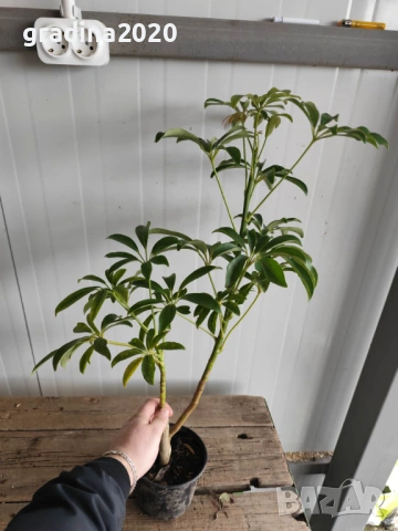 Шефлера (Schefflera), снимка 6 - Разсади - 53407566