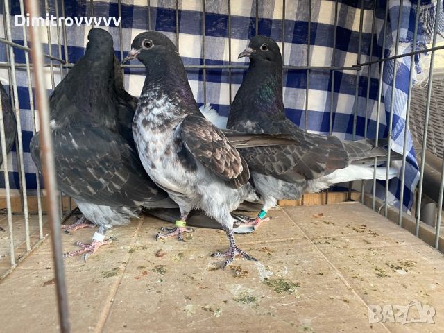 Николаевски гълъби , снимка 7 - Гълъби - 46174664