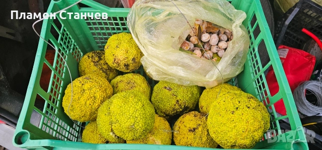 Маклура китайска черница кудрания, снимка 2 - Други - 52902781