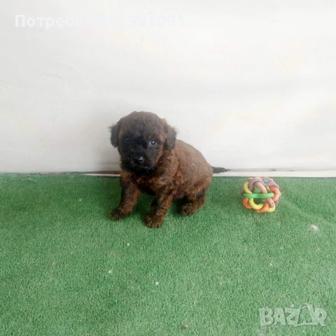 той пудел бебета , снимка 5 - Пудели - 50493913