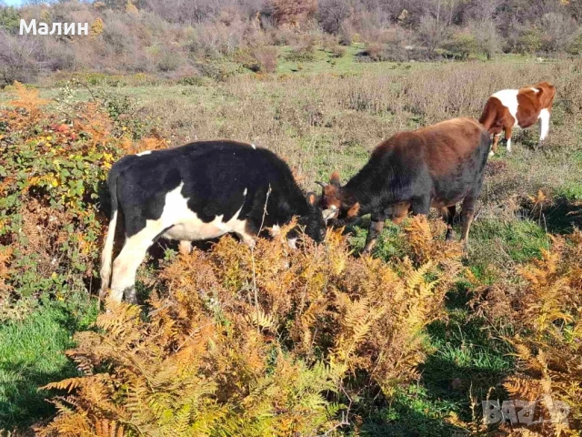 Телета (крави), снимка 8 - Крави - 52690607