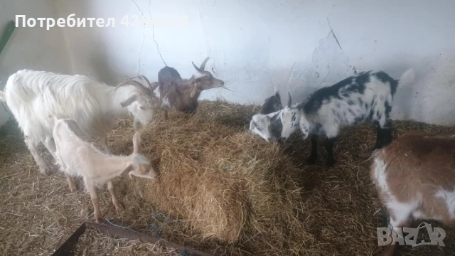 Кози, снимка 1