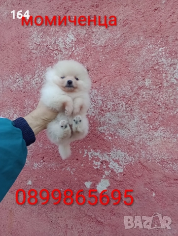 Женски Померани. Снимки от 22.12.25 г.