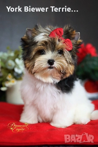 Йоркширски Териер! Момчета и момичета с родословие и доставка! 