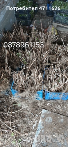 Разсад ягоди , снимка 12 - Разсади - 53290179