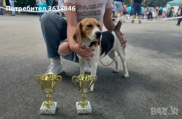 Бигъл, снимка 5 - Бигъл - 50137893