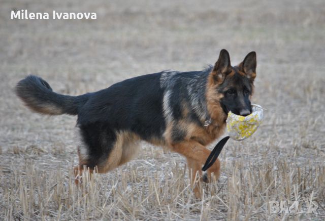 Младо мъжко куче от VA2 Asap v. Aldamar , снимка 4 - Немска овчарка - 45422727