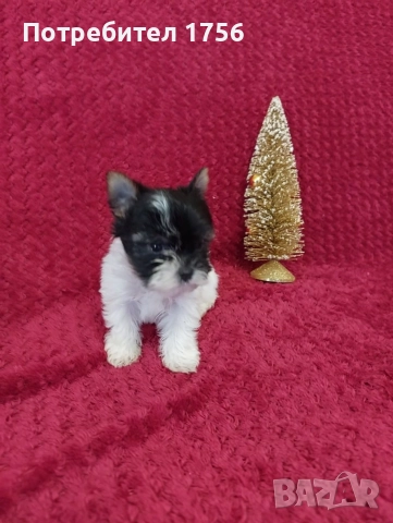 Малко сладко Биверче.