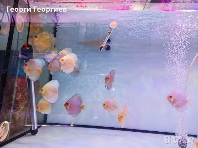 Дискуси, снимка 14 - Рибки - 51439805