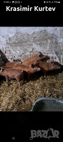 Малки Прасета Дюрок