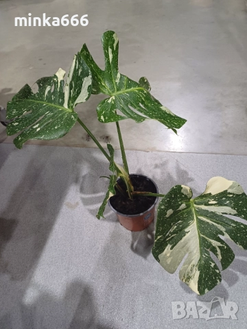 Манстера Thai, снимка 2 - Стайни растения - 52858721