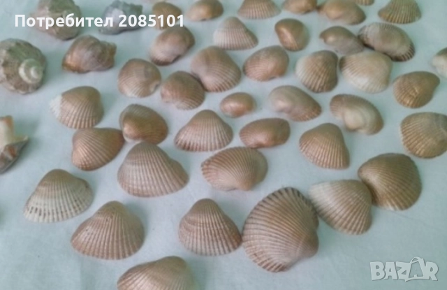 Миди и рапани лакирани, снимка 5 - Други стоки за дома - 52813180