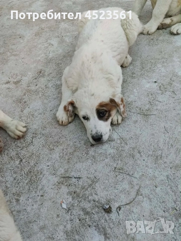 Сао-Алабай, снимка 8 - Алабай - 53669095