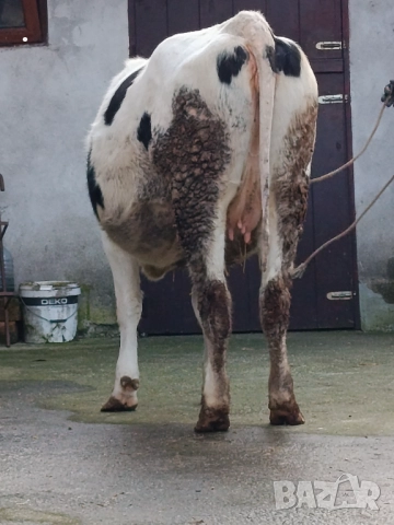 Продавам бременни юници , снимка 17 - Крави - 52893447