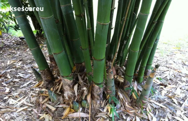 100 Семена от гигантски бамбук Moso Bambo градински горски декоративни растения за дома и двора бамб, снимка 11 - Сортови семена и луковици - 49827507