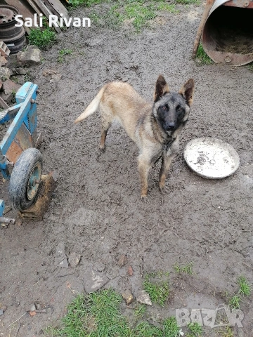женско на 10 месеца , снимка 3 - Белгийска овчарка - 54092146