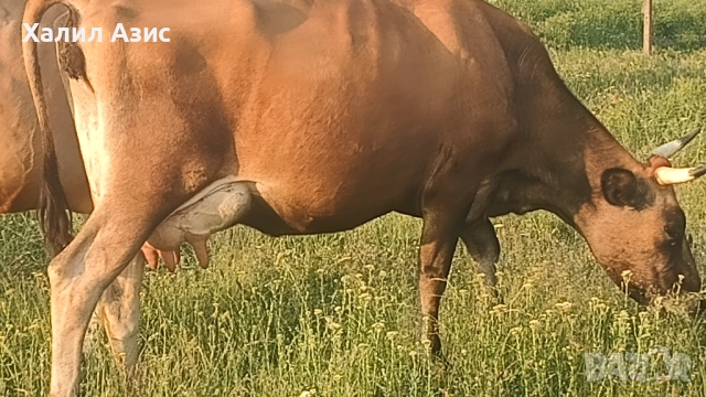 Продавам стадо крави джарсей. 34 броя редовни дойни. Повечето са бременни 7-ми месец., снимка 13 - Крави - 52032985