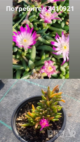 Делосперма 7 цвята, снимка 5 - Градински цветя и растения - 48993391