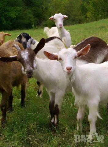 Спешно подарявам конче и кози правец, снимка 2 - Кози - 53278824