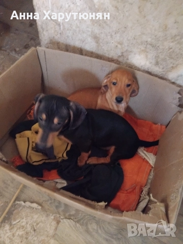 Продавам две мъжки дакелчета , снимка 4 - Дакели - 52593885
