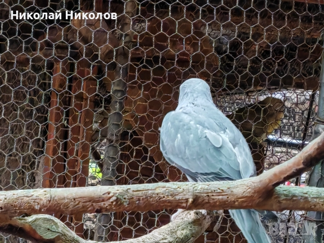 Малки александри, снимка 13 - Папагали - 51972524