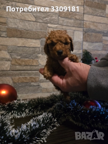 Пудел Той, снимка 4 - Пудели - 52791564