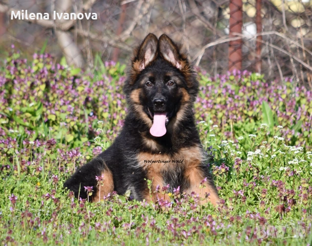 Женска немска овчарка с дълъг косъм от развъдник 