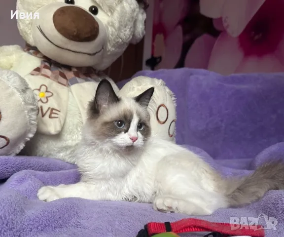 Регдол /RAGDOLL / момиченце, снимка 3 - Други - 47556599