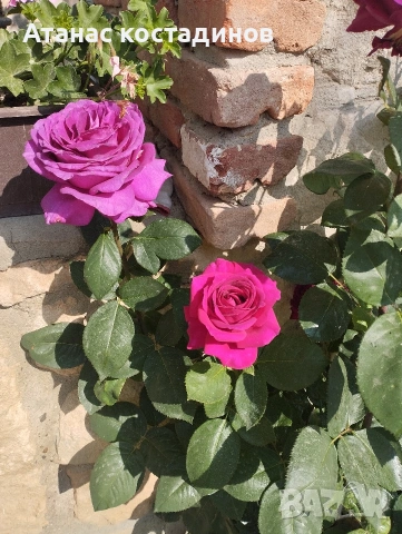 Рози различни цветове, снимка 6 - Градински цветя и растения - 54234394