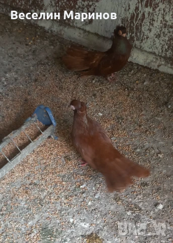 Продавам плевенски гълъби , снимка 1