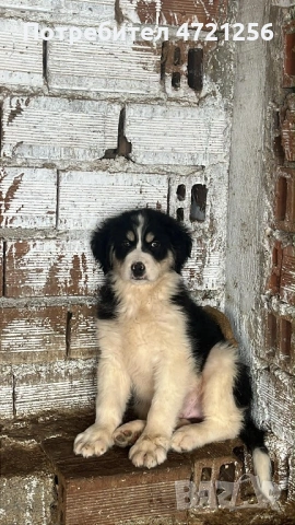 Продавам Кученца Алабай,Българско Очварско Куче , снимка 4 - Алабай - 53329638