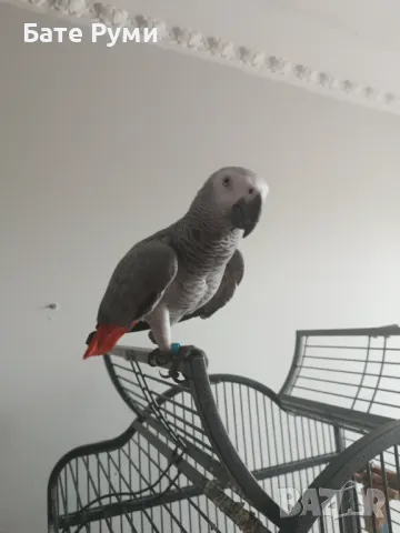 Папагал Жако, снимка 5 - Папагали - 50418251