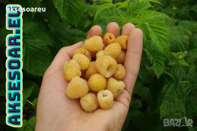 20 качествени Семена от Британска Есенна Златна Малина Златни наситени Сладки Малини от Колумбия, снимка 2 - Сортови семена и луковици - 50221087