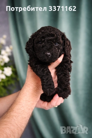  момченце пудел toy