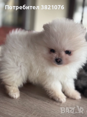 Померан - момиче  и момче, снимка 6 - Померан - 54179122