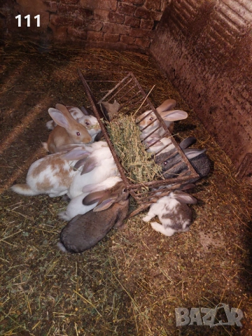 Зайци на различна възраст., снимка 12 - Други - 40604862