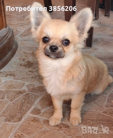 Чихуахуа момче, снимка 2 - Чихуахуа - 52613662