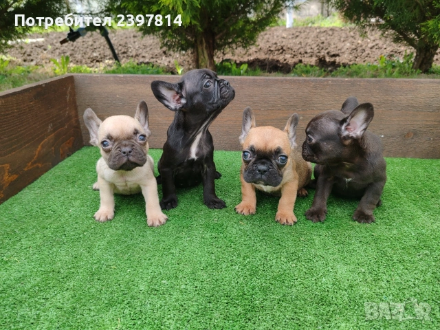 Френски булдог , снимка 4 - Френски булдог - 53832556