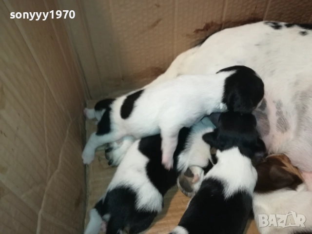 ДЖАК РЪСЕЛ-250ЛВ ЗА СЛАДКО КУТРЕ ПО ИЗБОР 2508251815, снимка 5 - Джак ръсел териер - 51486615