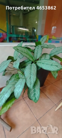 Цветя, снимка 6 - Стайни растения - 52482423