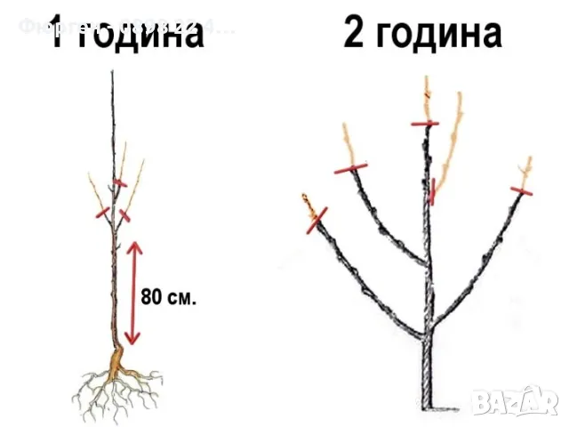   Райска ябълка - Налични 3 вида, снимка 5 - Разсади - 47222307