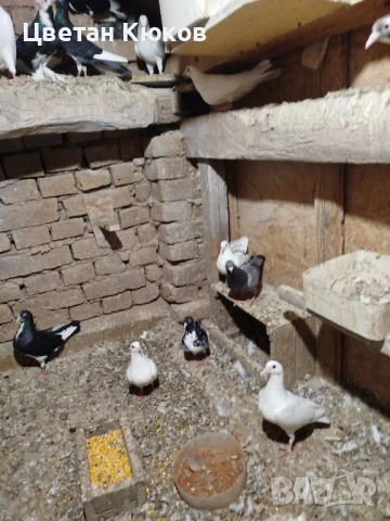 продавам гълъби различни породи , снимка 4 - Гълъби - 51160431