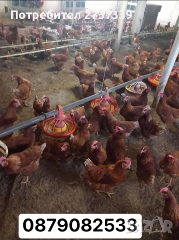 Кокошки за яйца