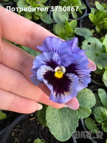 💞☀️🌿 Къдрави теменужки - Frizzle Sizzle, снимка 4 - Градински цветя и растения - 52084793