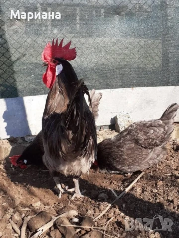 Оплодени яйца от синьо и бяло брезе!, снимка 4 - Кокошки и пуйки - 48016144