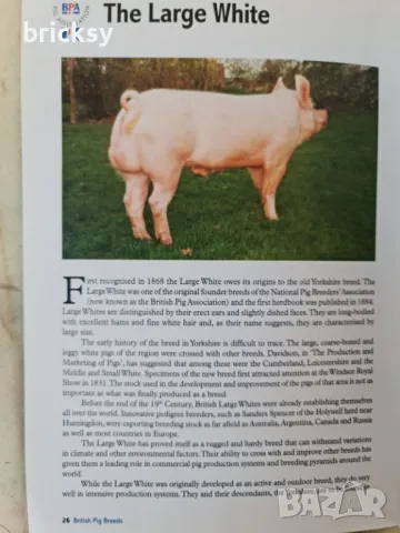 British pig breeds handbook, снимка 3 - Специализирана литература - 49026573