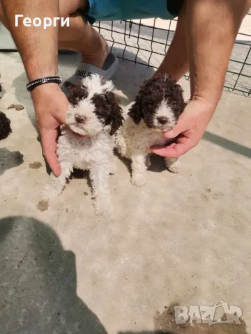 Lagotto Romagnolo , снимка 6 - Други - 46931093