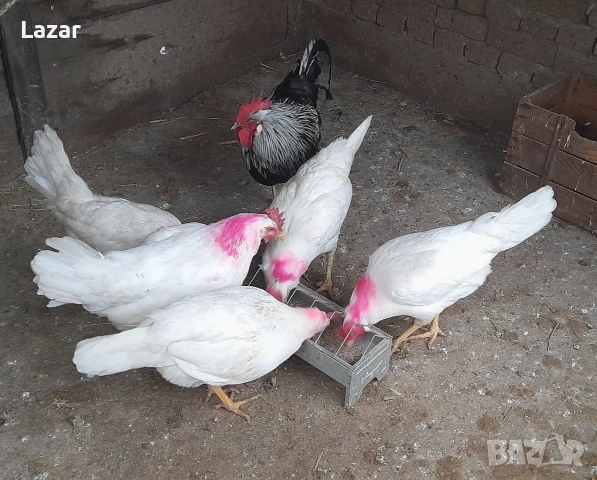Продавам легхорни, снимка 2 - Кокошки и пуйки - 53889012